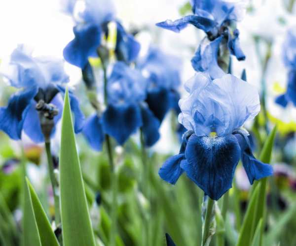 Iris bleues champs