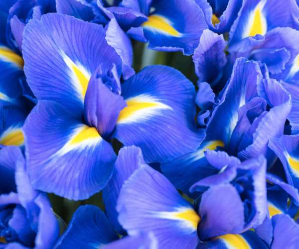 Pétales bleues d'une Iris